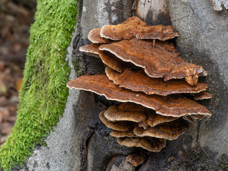 Inonotus cuticularis